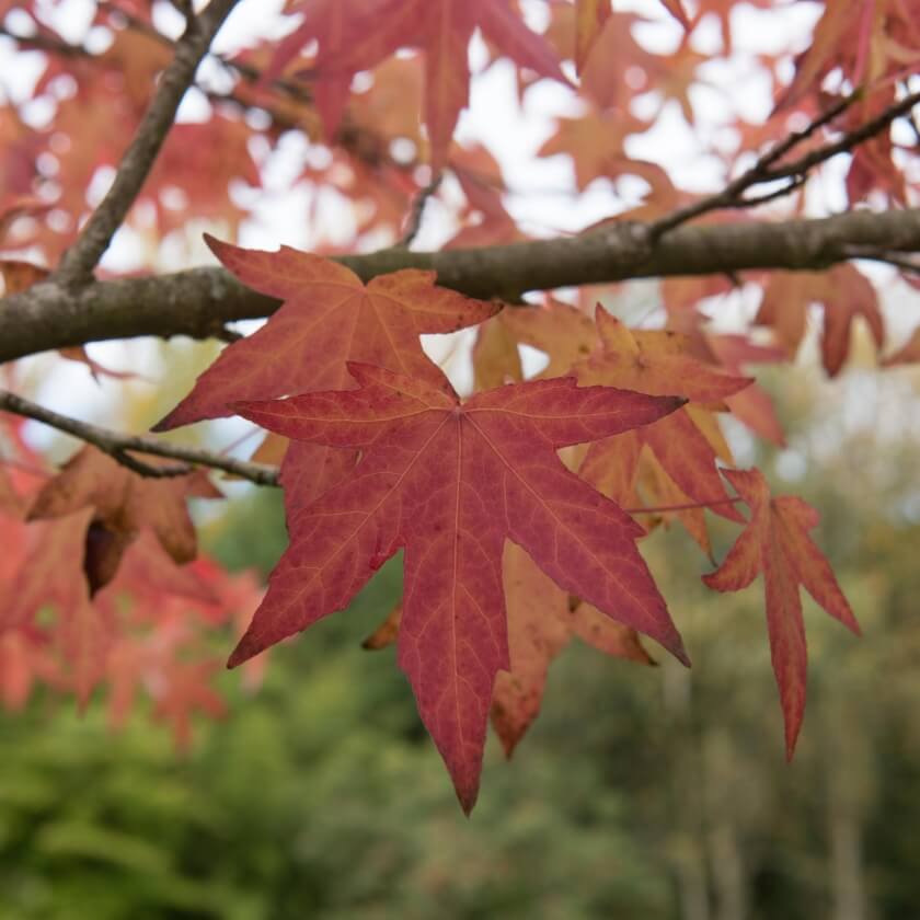 Amerikanischer Amberbaum 'Worplesdon' / Liquidambar styraciflua