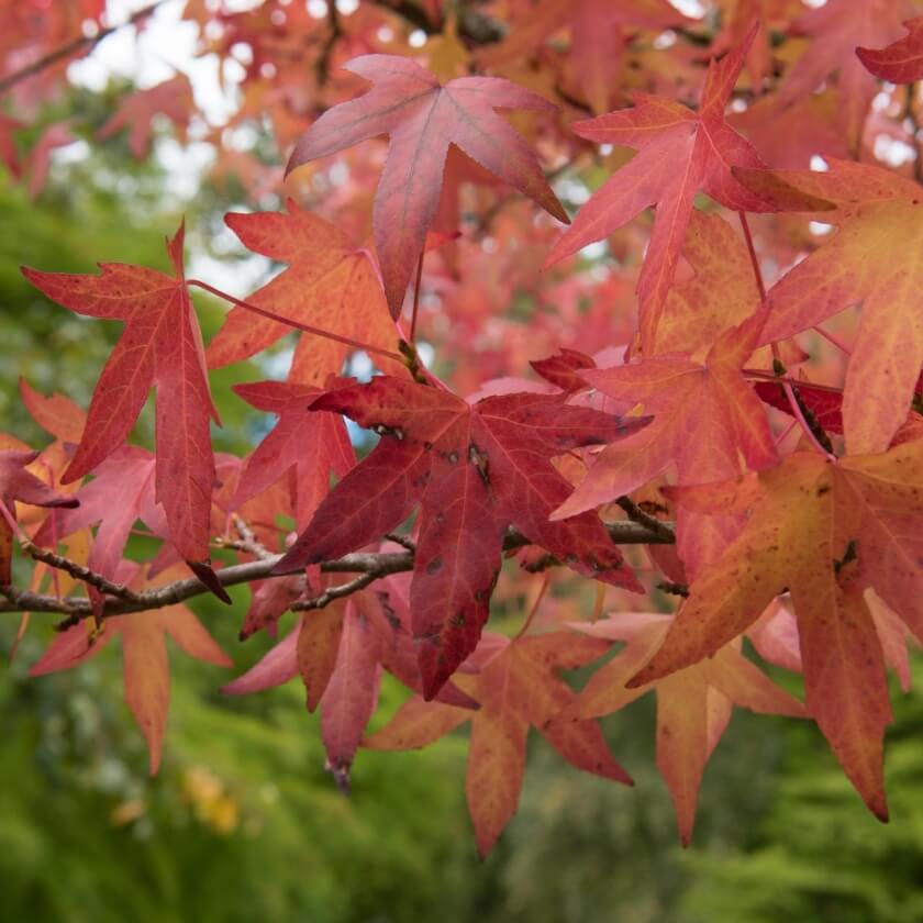 Amerikanischer Amberbaum 'Worplesdon' / Liquidambar styraciflua