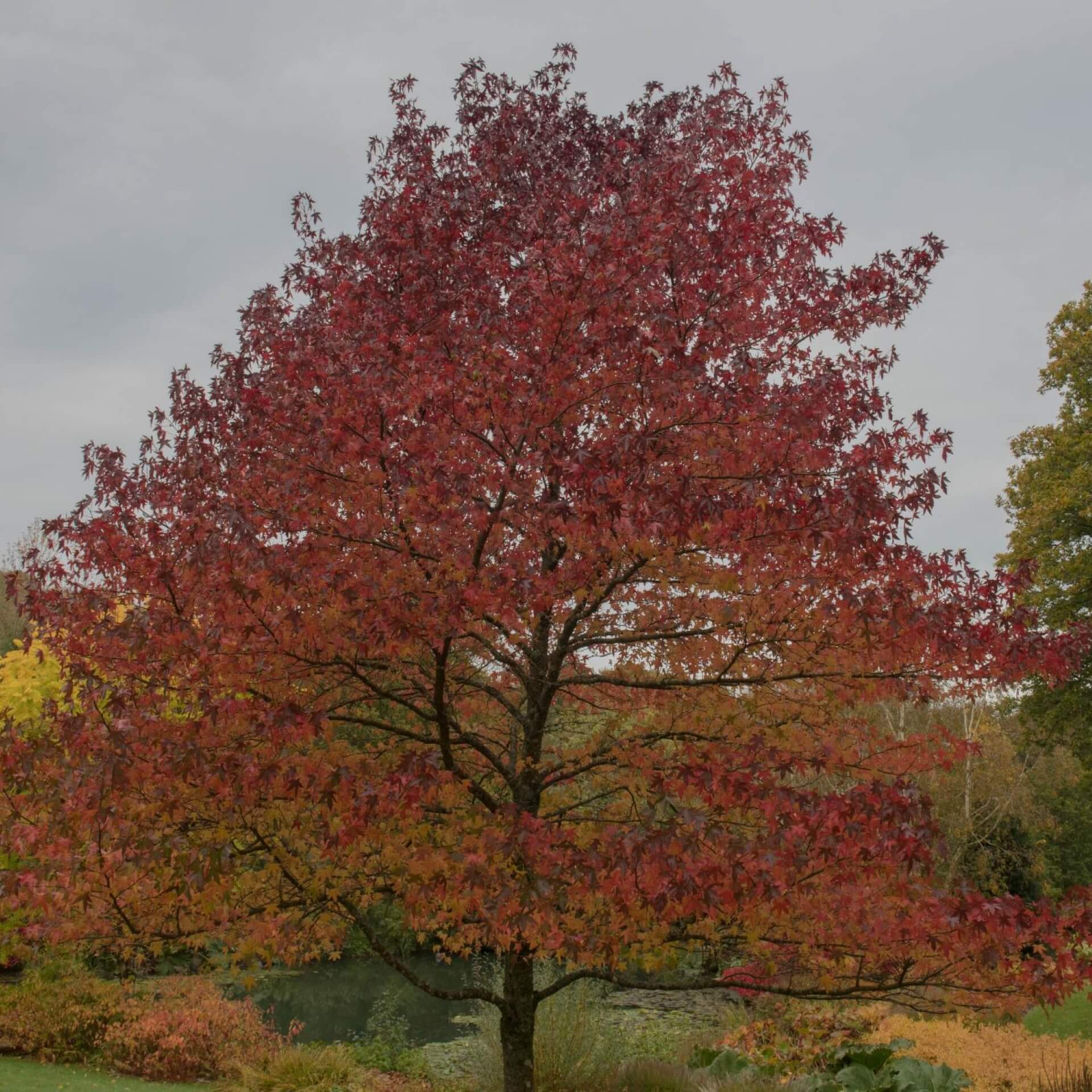 Amerikanischer Amberbaum 'Worplesdon' (Liquidambar styraciflua 'Worplesdon')