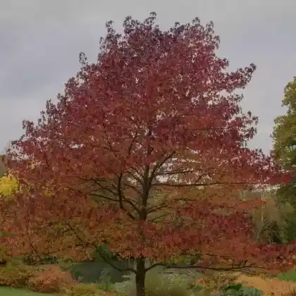 Foto von Amerikanischer Amberbaum 'Worplesdon' (Liquidambar styraciflua 'Worplesdon')