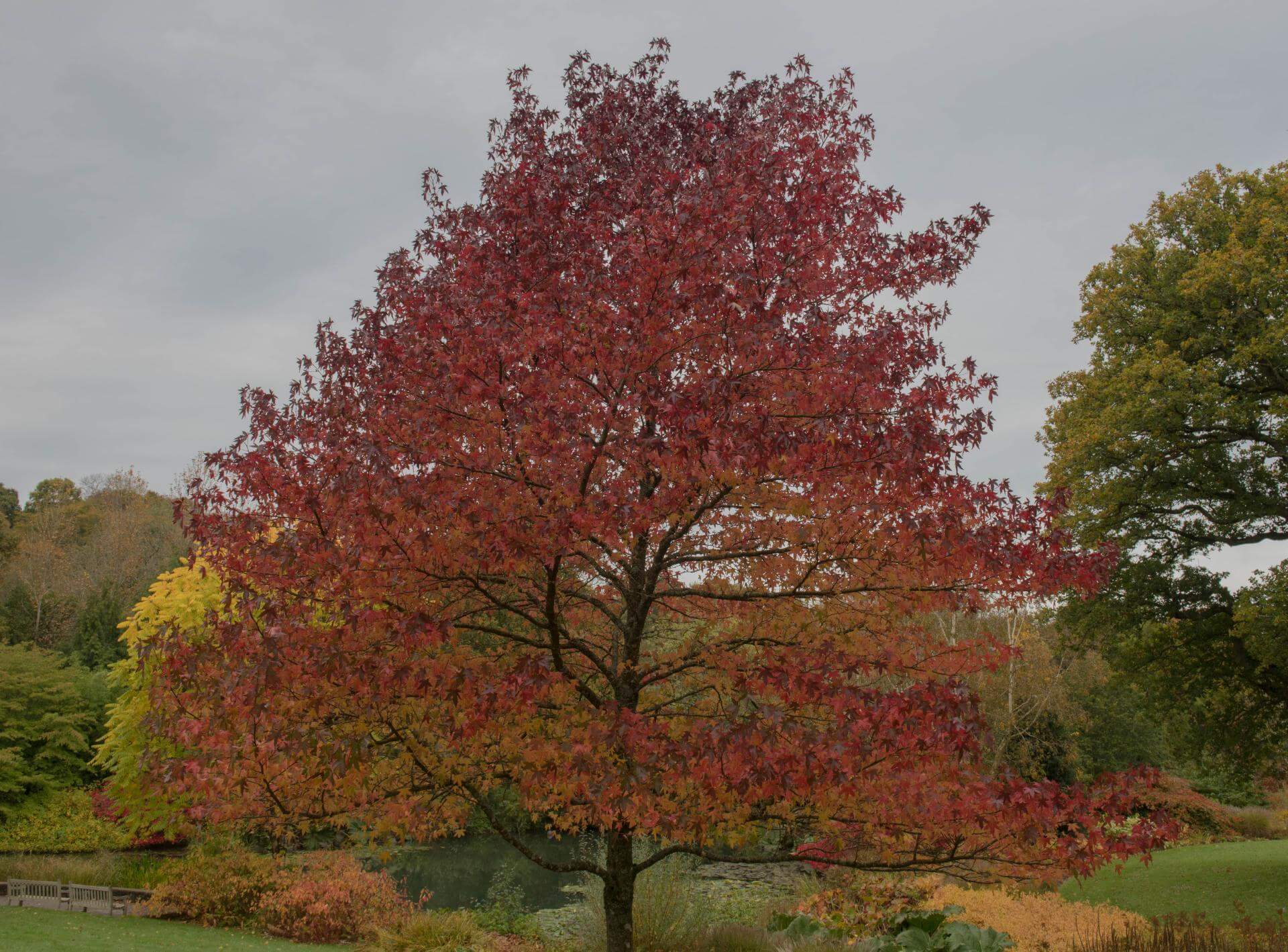 Amerikanischer Amberbaum 'Worplesdon' / Liquidambar styraciflua