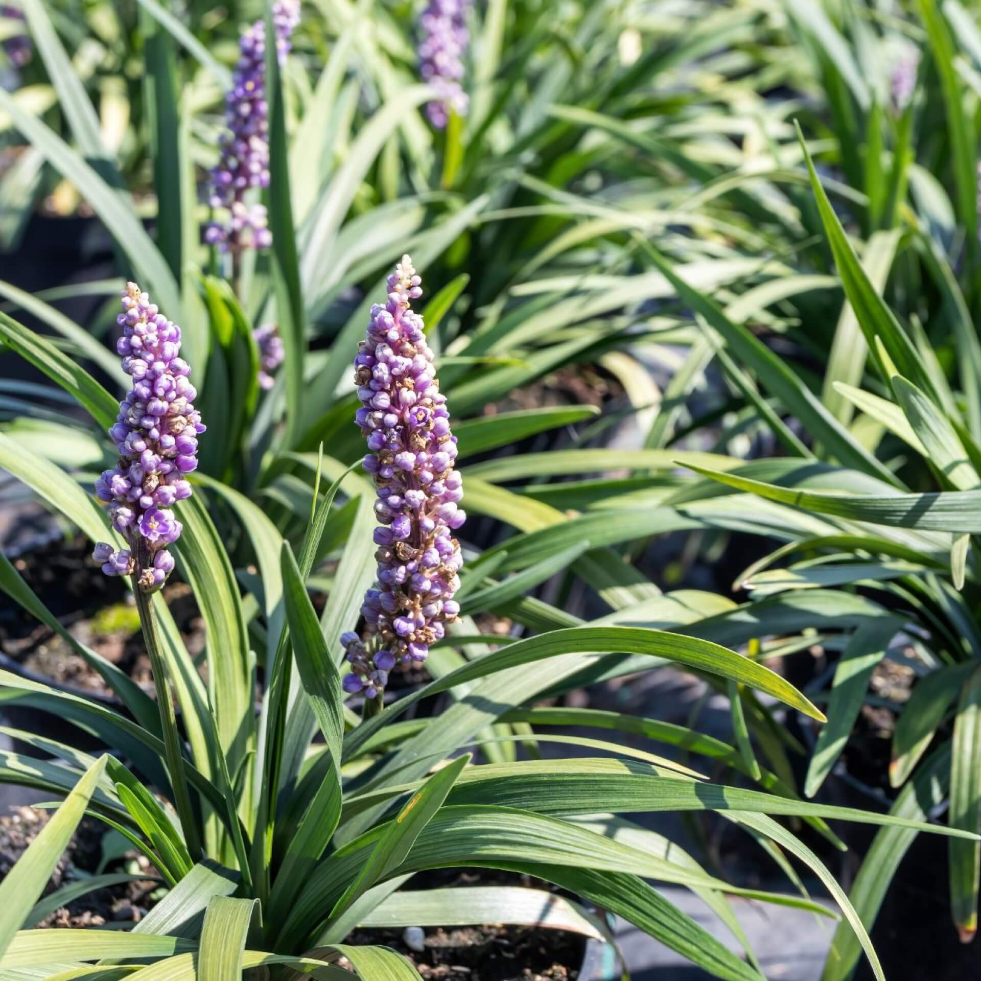 Lilientraube 'Royal Purple' (Liriope muscari 'Royal Purple')