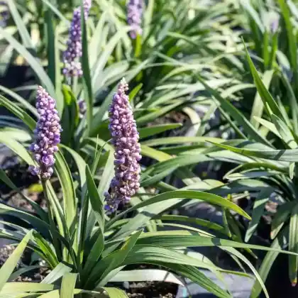 Foto von Lilientraube 'Royal Purple' (Liriope muscari 'Royal Purple')