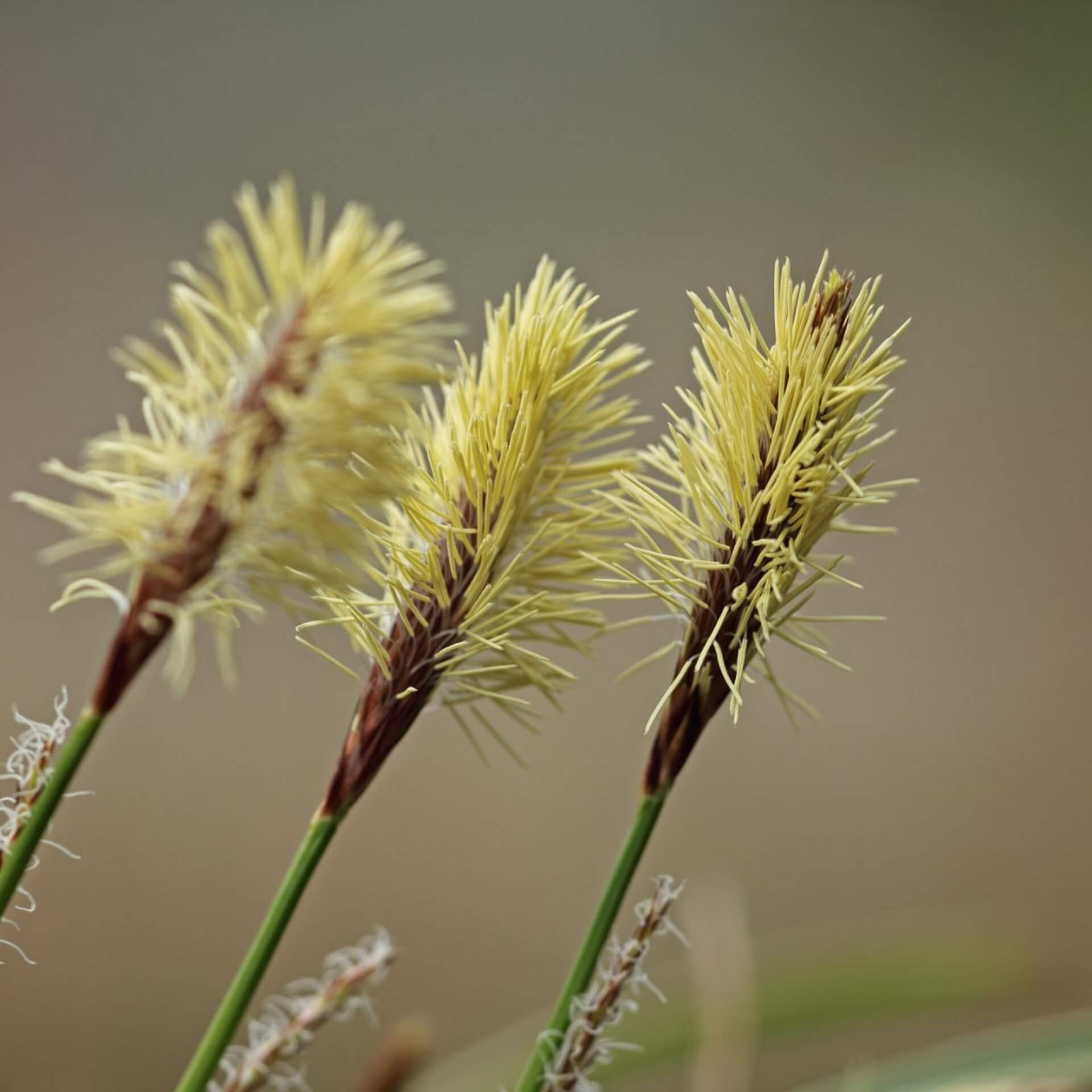 Heide-Segge (Carex ericetorum)