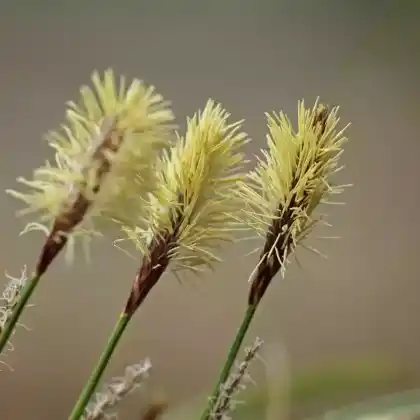Foto von Heide-Segge (Carex ericetorum)