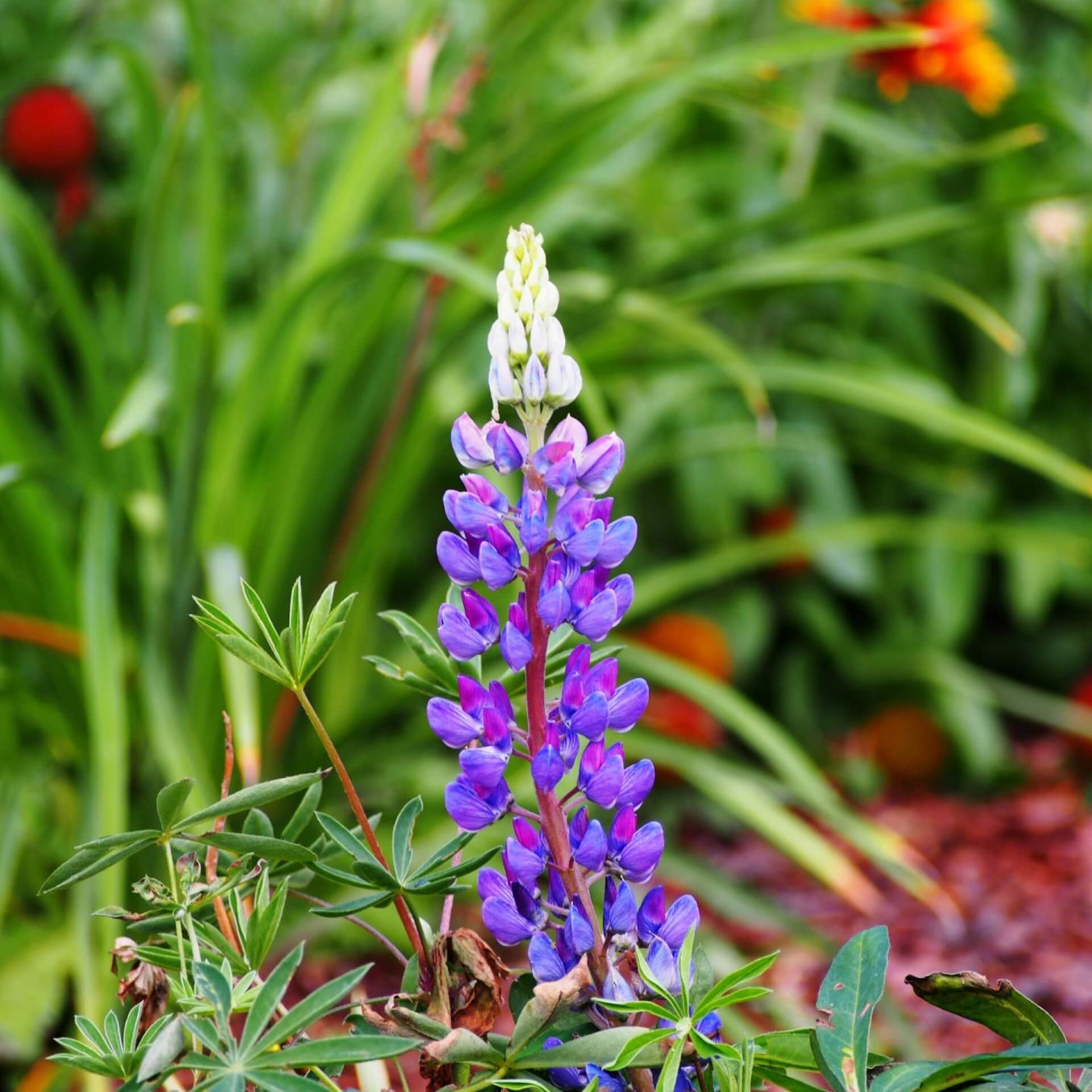 Vielblättrige Lupine 'Camelot Blue' (Lupinus polyphyllus 'Camelot Blue')