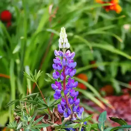 Foto von Vielblättrige Lupine 'Camelot Blue' (Lupinus polyphyllus 'Camelot Blue')