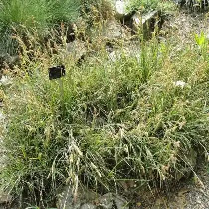 Foto von Rost-Segge (Carex ferruginea)