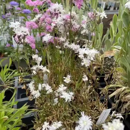 Foto von Kuckucks-Lichtnelke 'Petit Henry' (Lychnis flos-cuculi 'Petit Henry')