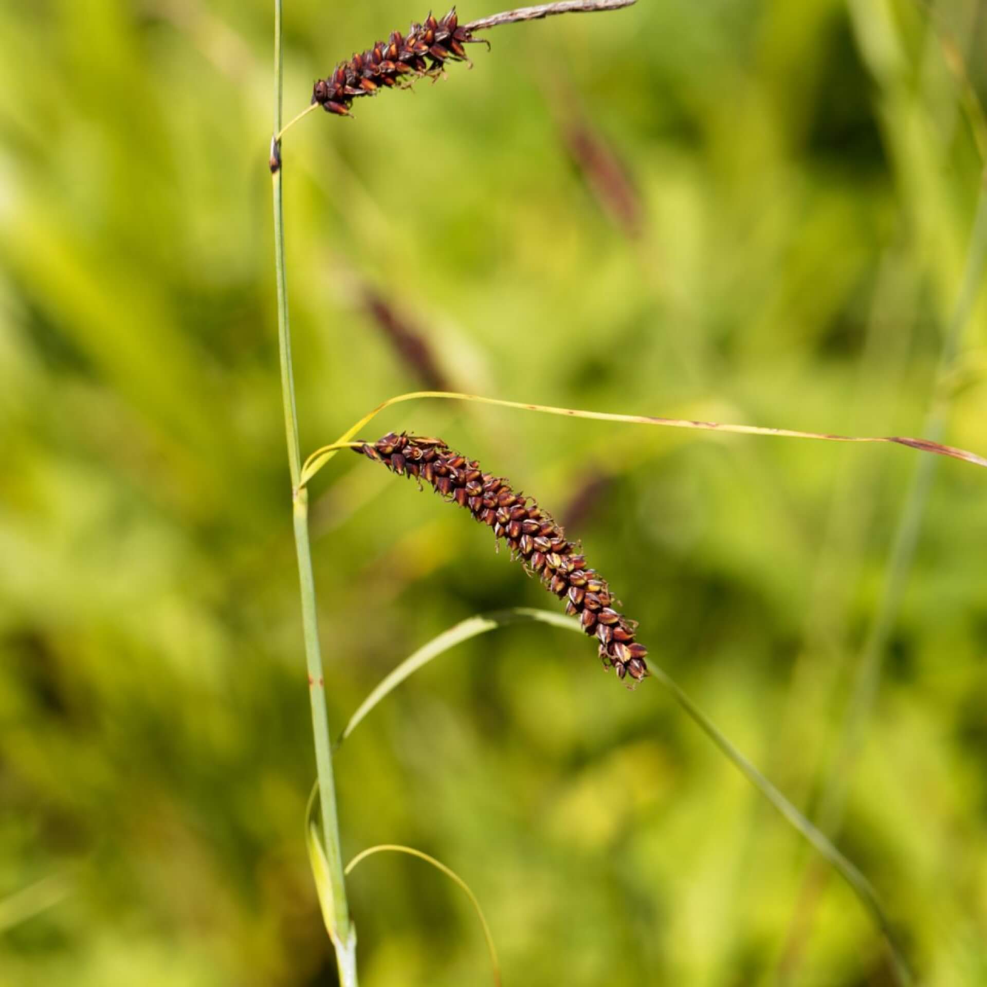 Blaugrüne Segge (Carex flacca)