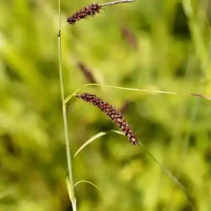 Foto von Blaugrüne Segge (Carex flacca)
