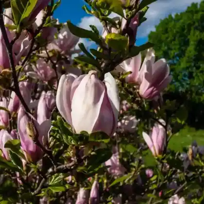 Foto von Stern-Magnolie 'George Henry Kern' (Magnolia stellata 'George Henry Kern')