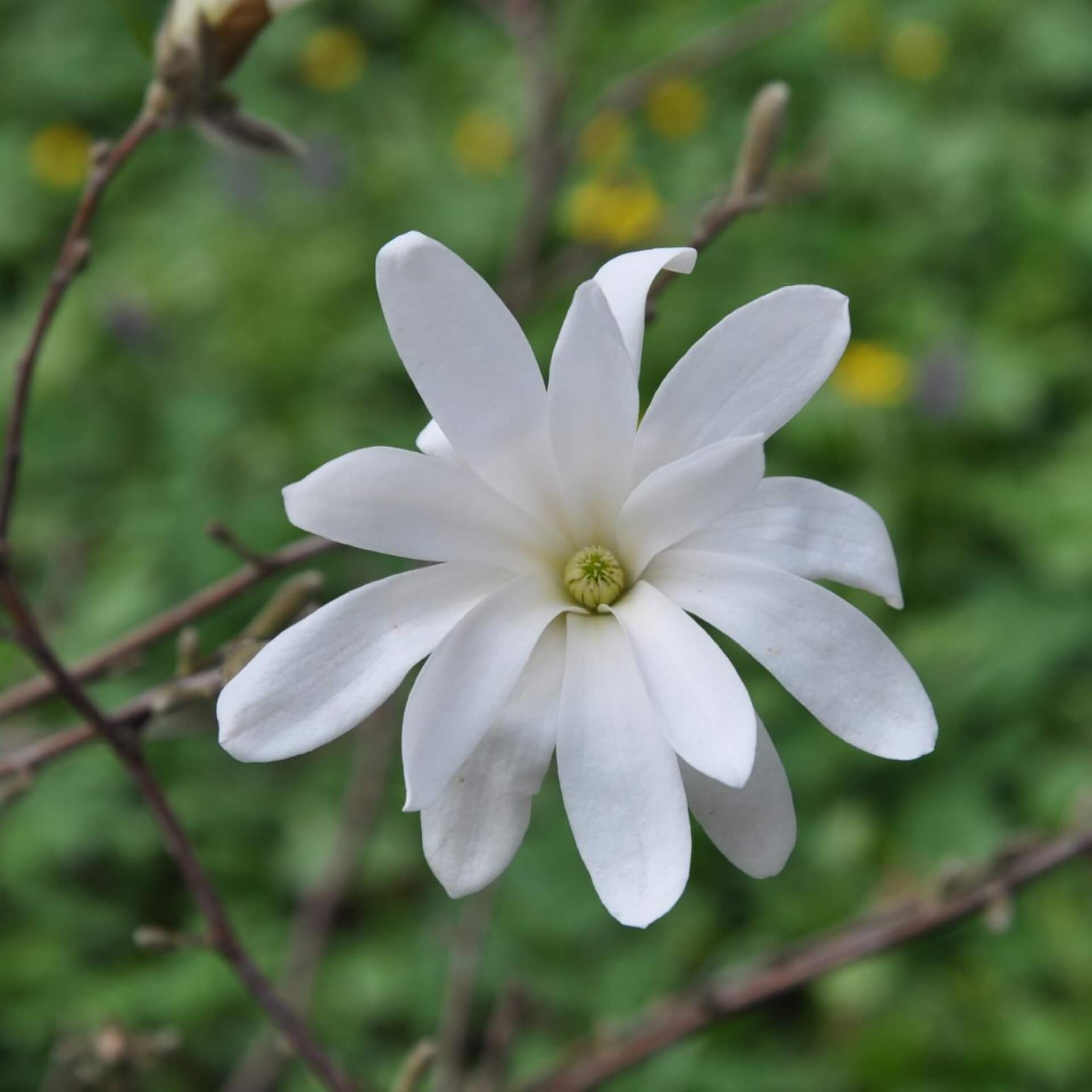 Stern-Magnolie 'Royal Star' (Magnolia stellata 'Royal Star')