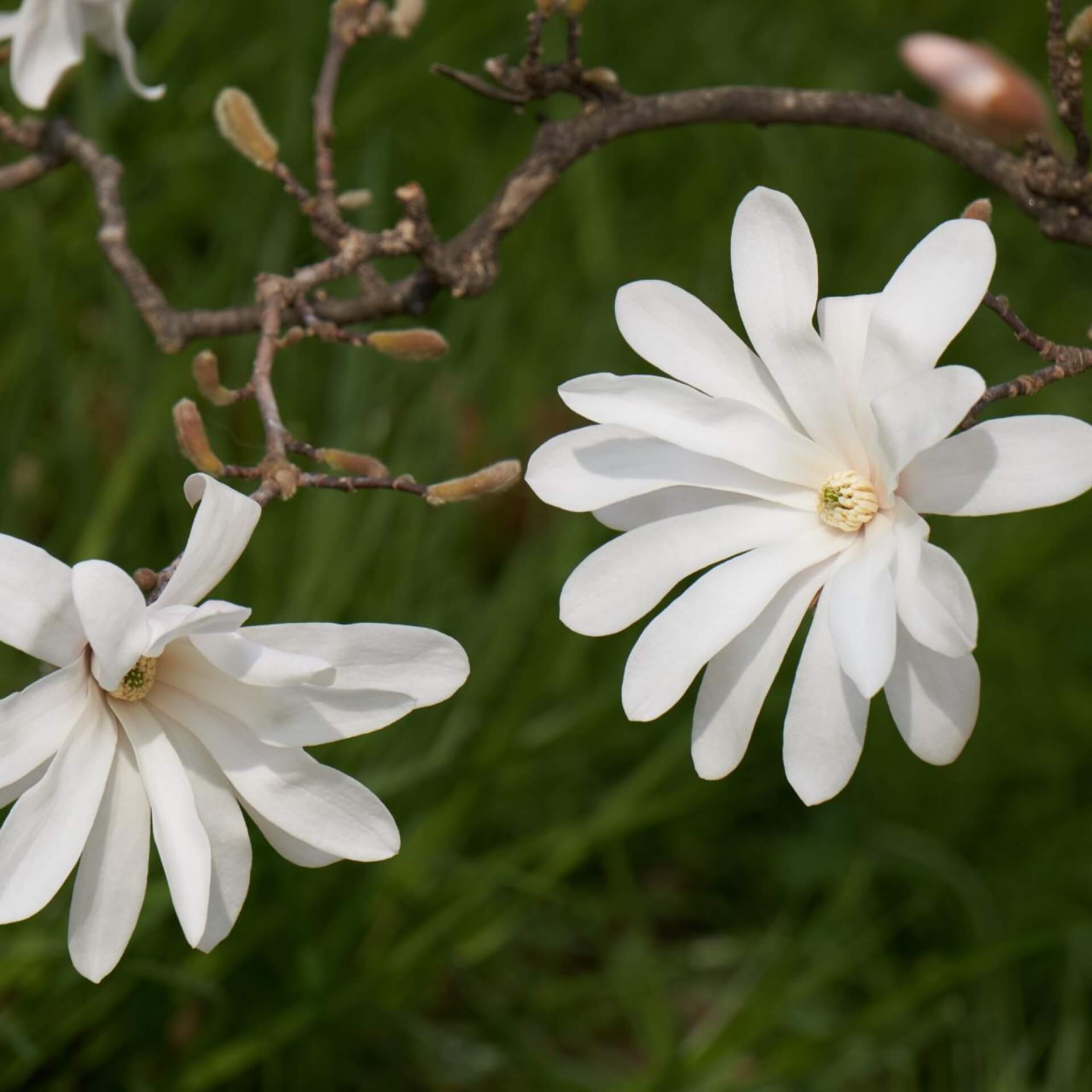 Stern-Magnolie 'Waterlily' (Magnolia stellata 'Waterlily')