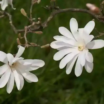 Foto von Stern-Magnolie 'Waterlily' (Magnolia stellata 'Waterlily')