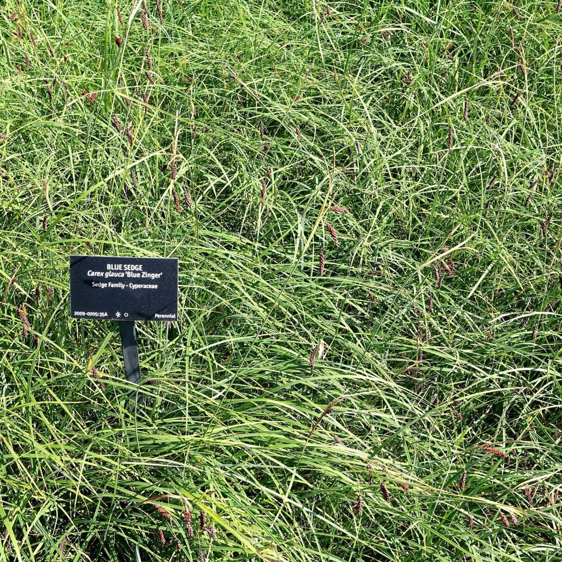 Blaugrüne Segge 'Blue Zinger' (Carex flacca 'Blue Zinger')