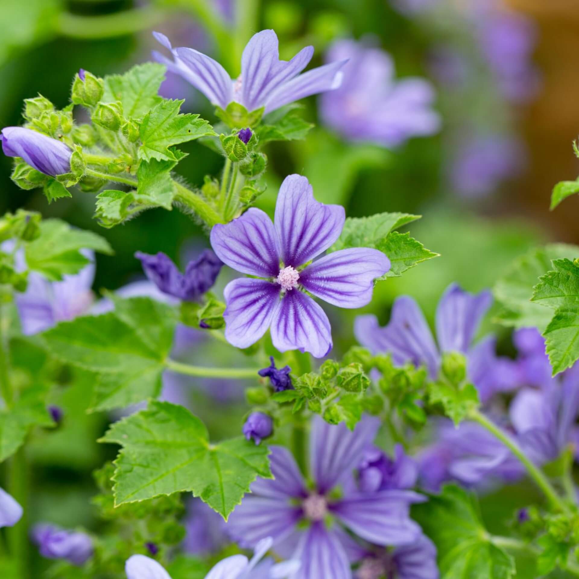 Wilde Malve 'Primley Blue' (Malva sylvestris 'Primley Blue')