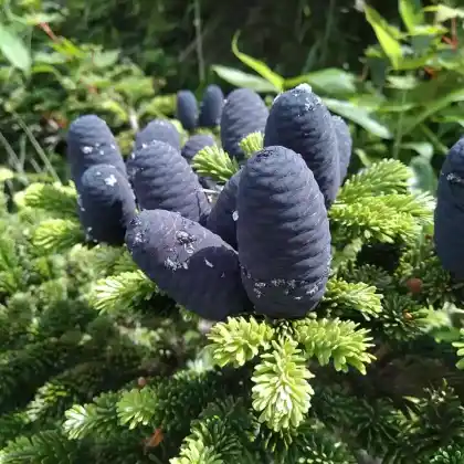 Foto von Nikko-Tanne (Abies homolepis)