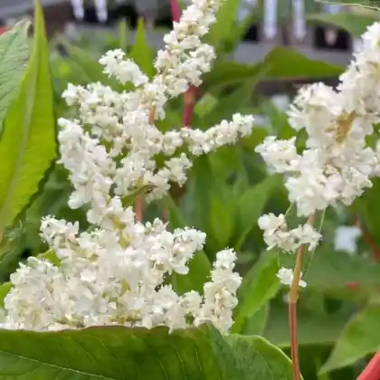 Foto von Busch-Knöterich 'Johanniswolke' (Aconogonon x fennicum 'Johanniswolke')