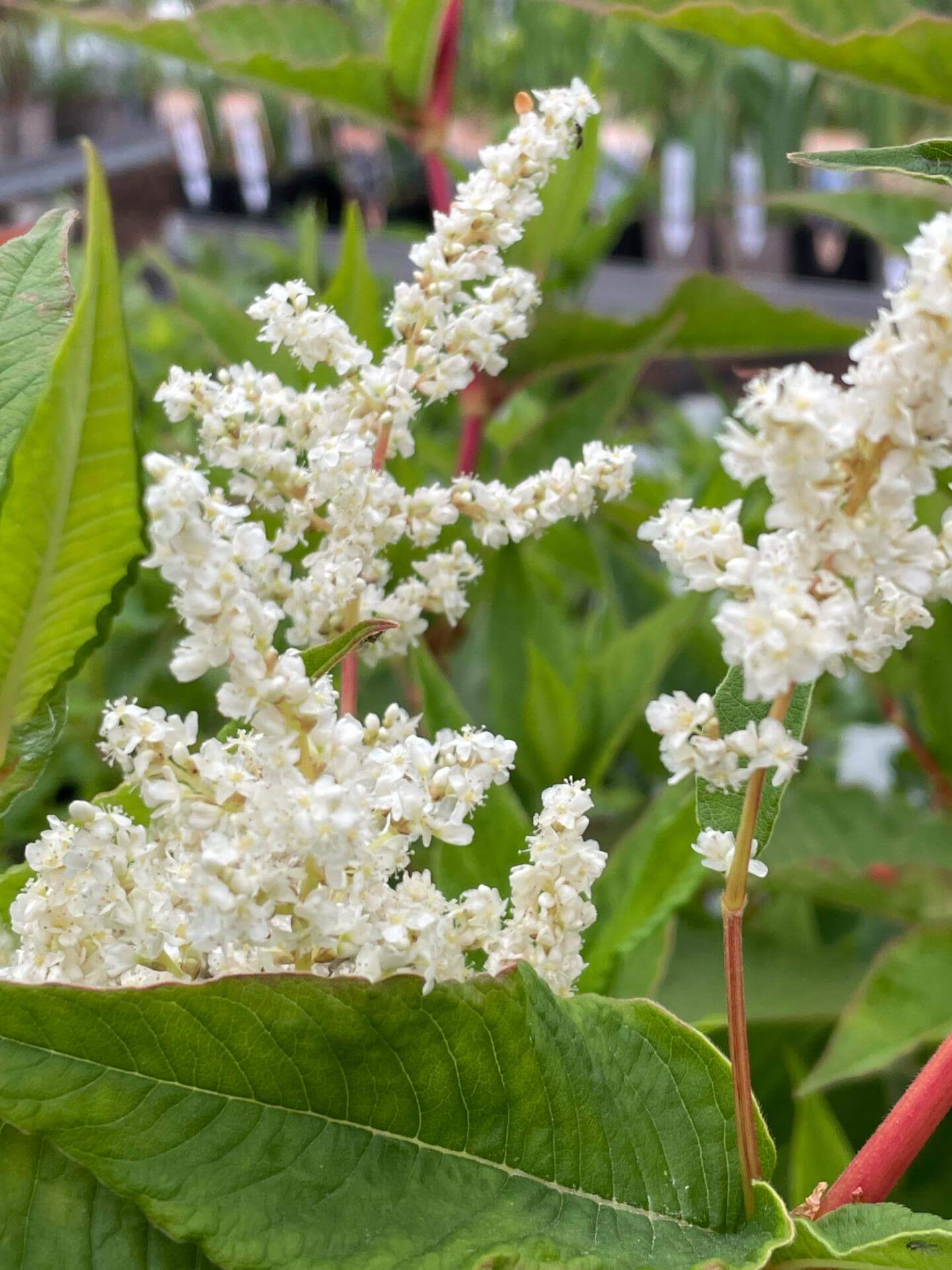 BuschKnöterich 'Johanniswolke' / Aconogonon x fennicum 'Johanniswolke'