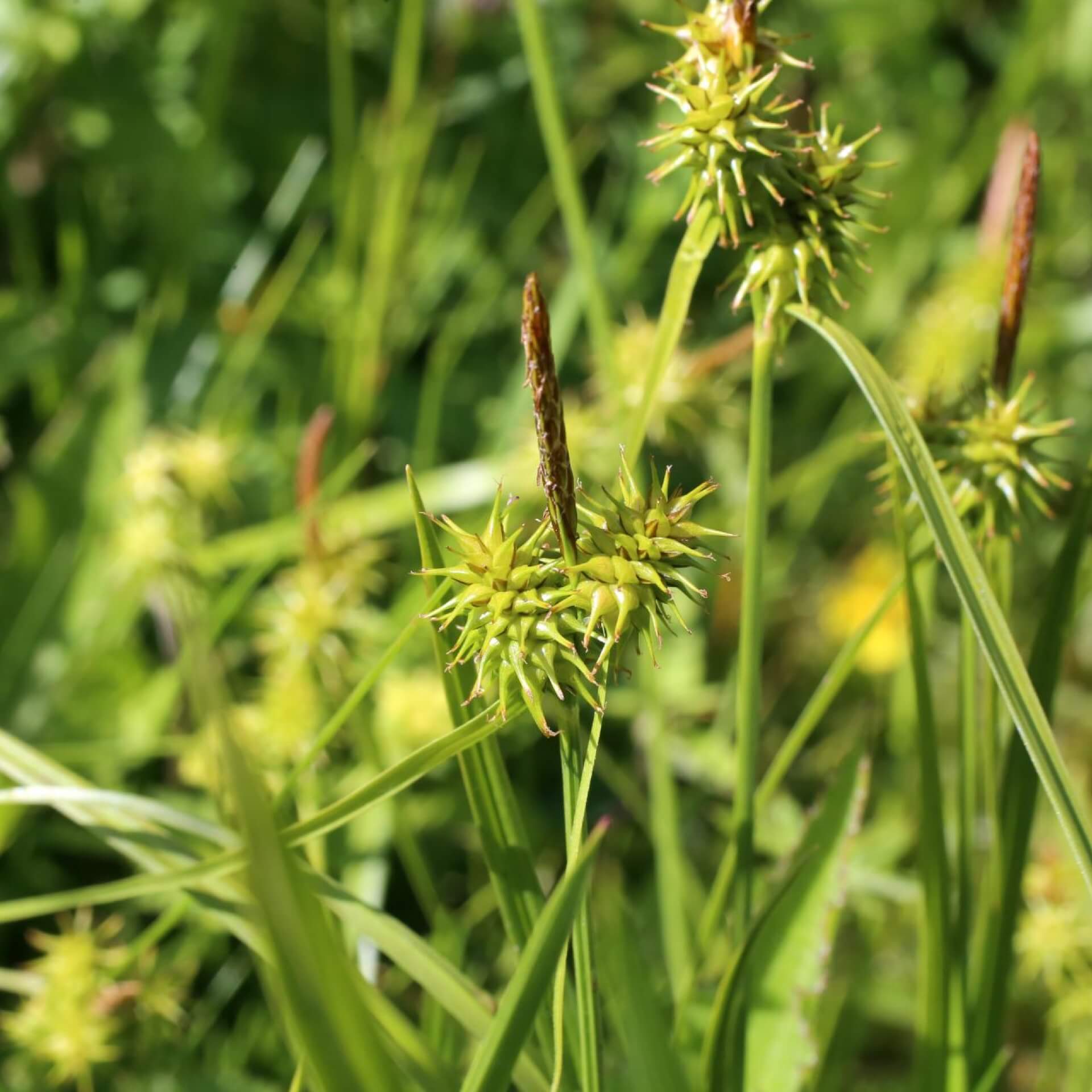 Gelbe Segge (Carex flava)