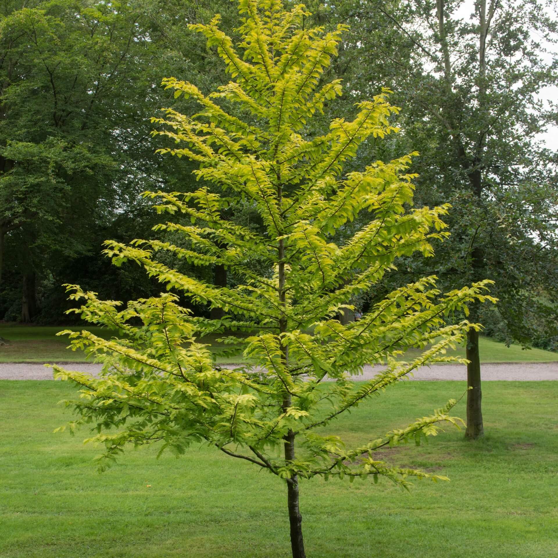 Chinesisches Rotholz 'Gold Rush' (Metasequoia glyptostroboides 'Gold Rush')