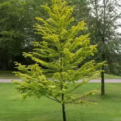 Foto von Chinesisches Rotholz 'Gold Rush' (Metasequoia glyptostroboides 'Gold Rush')