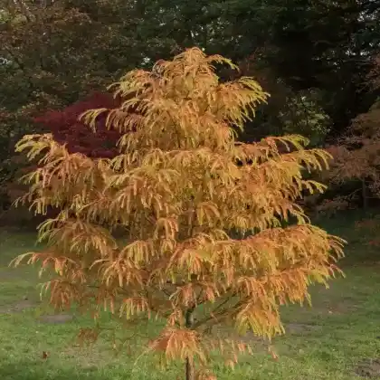 Foto von Chinesisches Rotholz 'Matthaei Broom' (Metasequoia glyptostroboides 'Matthaei Broom')