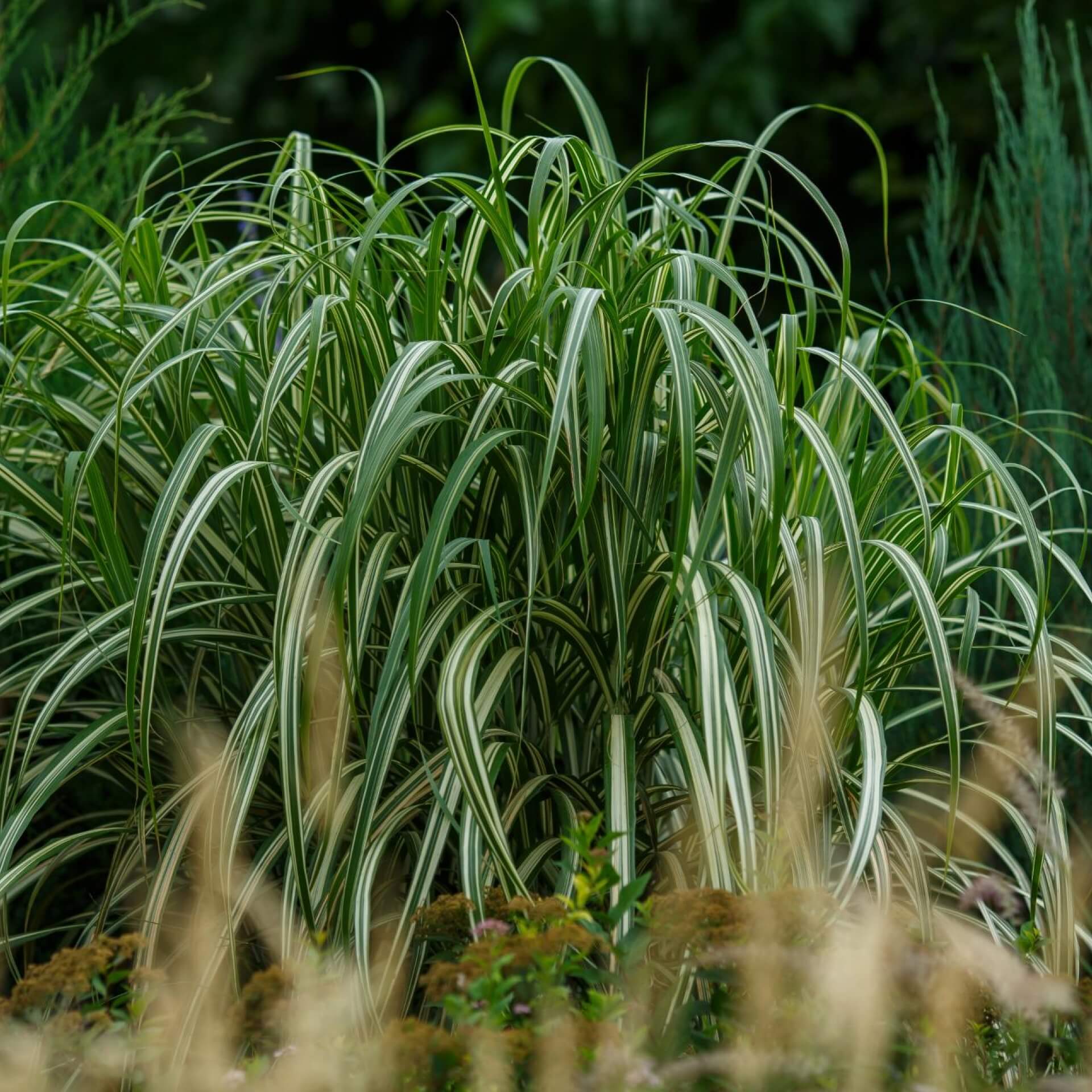 Chinaschilf 'Cabaret' (Miscanthus sinensis 'Cabaret')