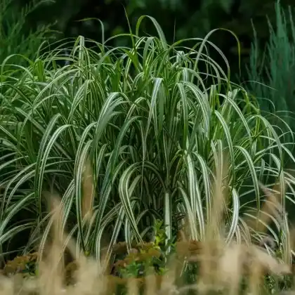 Foto von Chinaschilf 'Cabaret' (Miscanthus sinensis 'Cabaret')