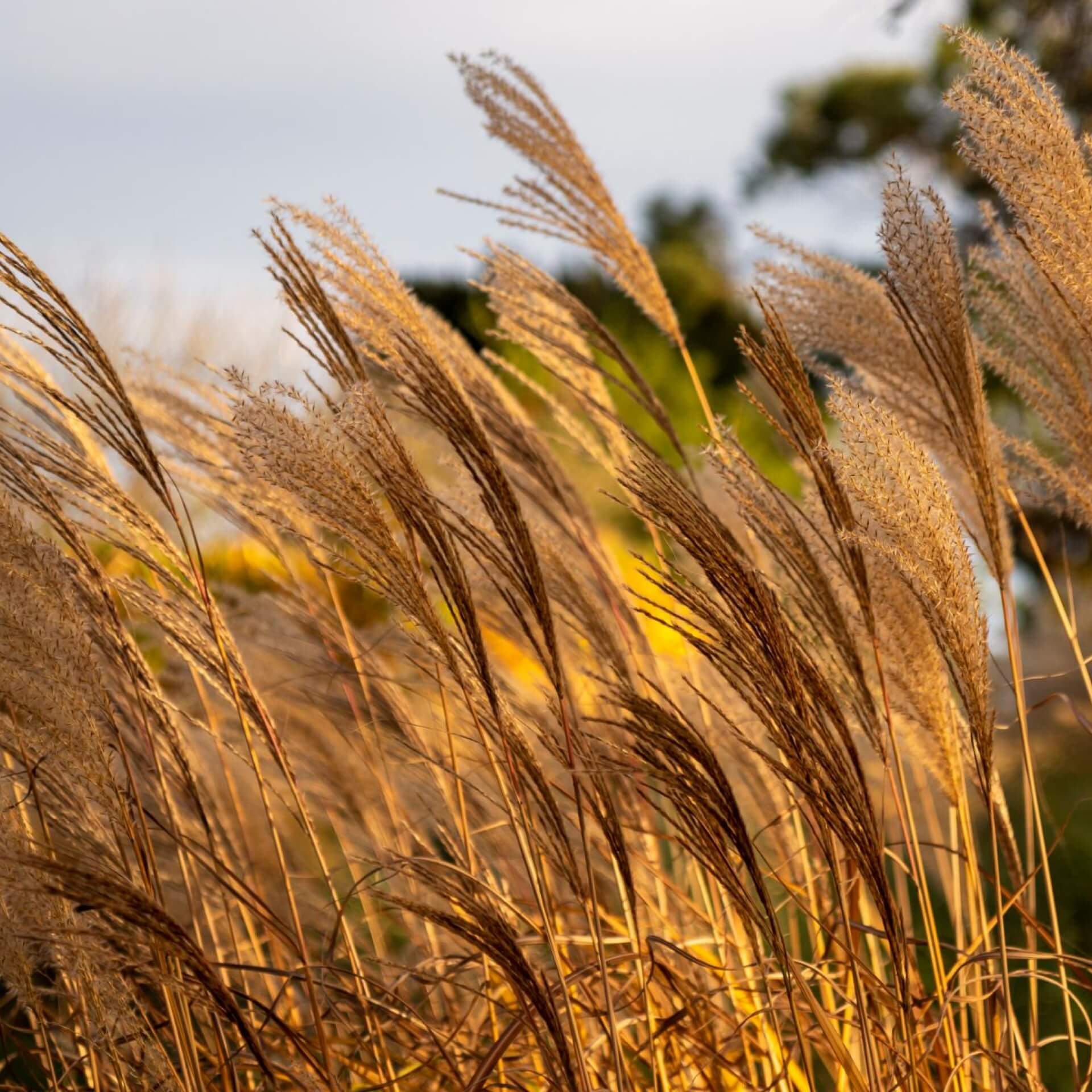 Chinaschilf 'Positano' (Miscanthus sinensis 'Positano')