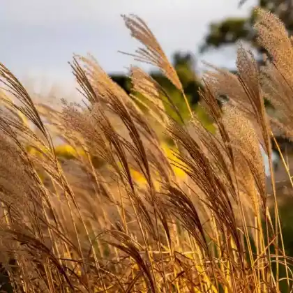 Foto von Chinaschilf 'Positano' (Miscanthus sinensis 'Positano')