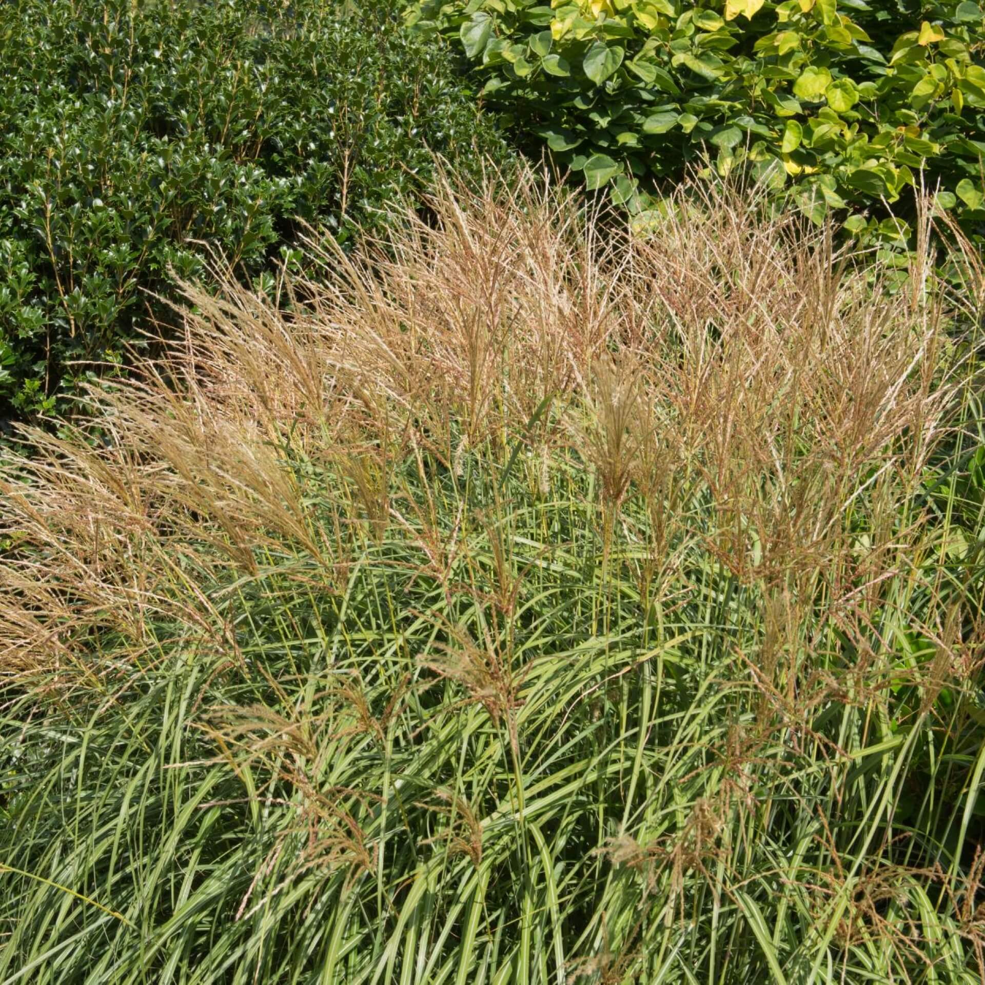 Chinaschilf 'Yakushima Dwarf' (Miscanthus sinensis 'Yakushima Dwarf')