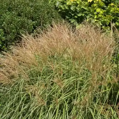 Foto von Chinaschilf 'Yakushima Dwarf' (Miscanthus sinensis 'Yakushima Dwarf')