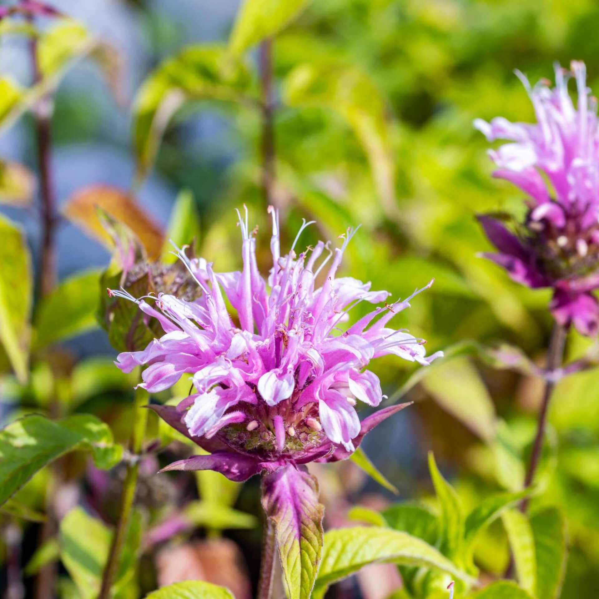 Röhrige Indianernessel 'Croftway Pink' (Monarda fistulosa 'Croftway Pink')