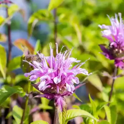 Foto von Röhrige Indianernessel 'Croftway Pink' (Monarda fistulosa 'Croftway Pink')