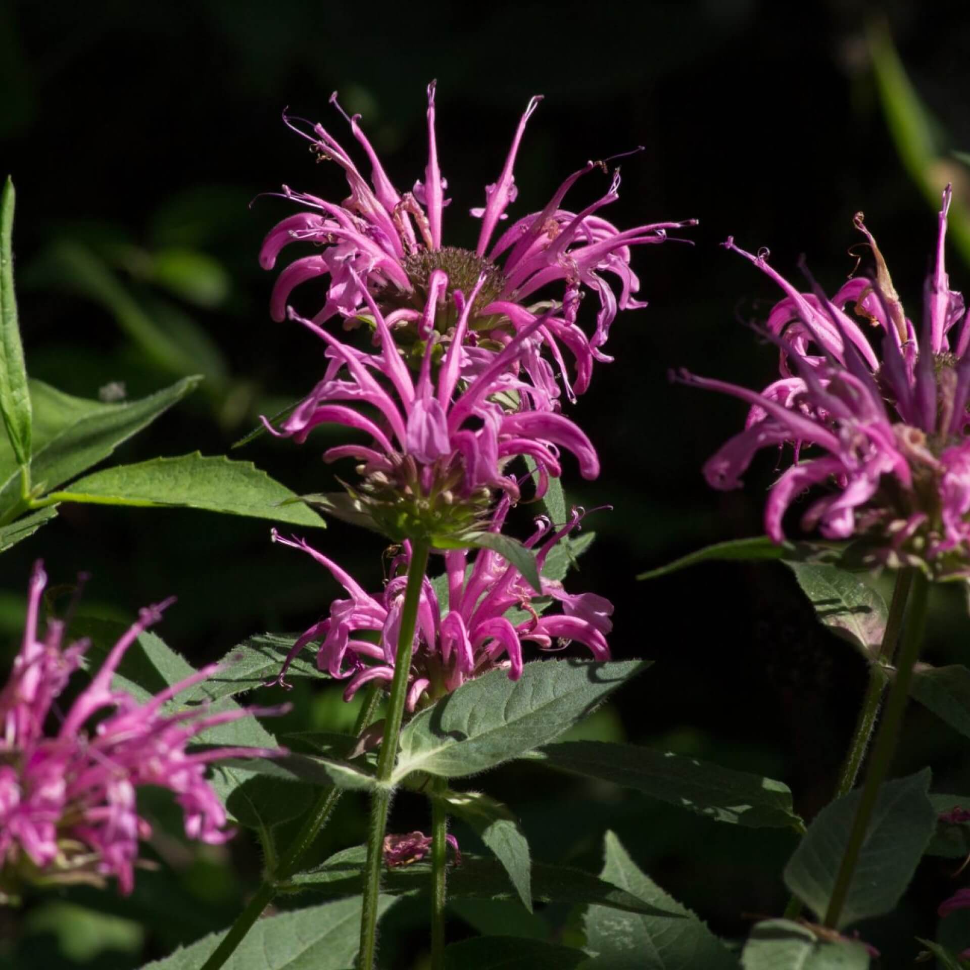 Röhrige Indianernessel 'Kardinal' (Monarda fistulosa 'Kardinal')