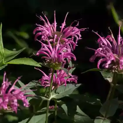 Foto von Röhrige Indianernessel 'Kardinal' (Monarda fistulosa 'Kardinal')