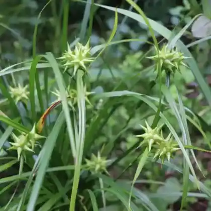 Foto von Morgenstern-Segge (Carex grayi)