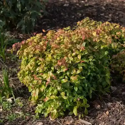 Foto von Himmelsbambus 'Firepower' (Nandina domestica 'Firepower')