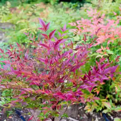 Foto von Himmelsbambus 'Gulf Stream' (Nandina domestica 'Gulf Stream')