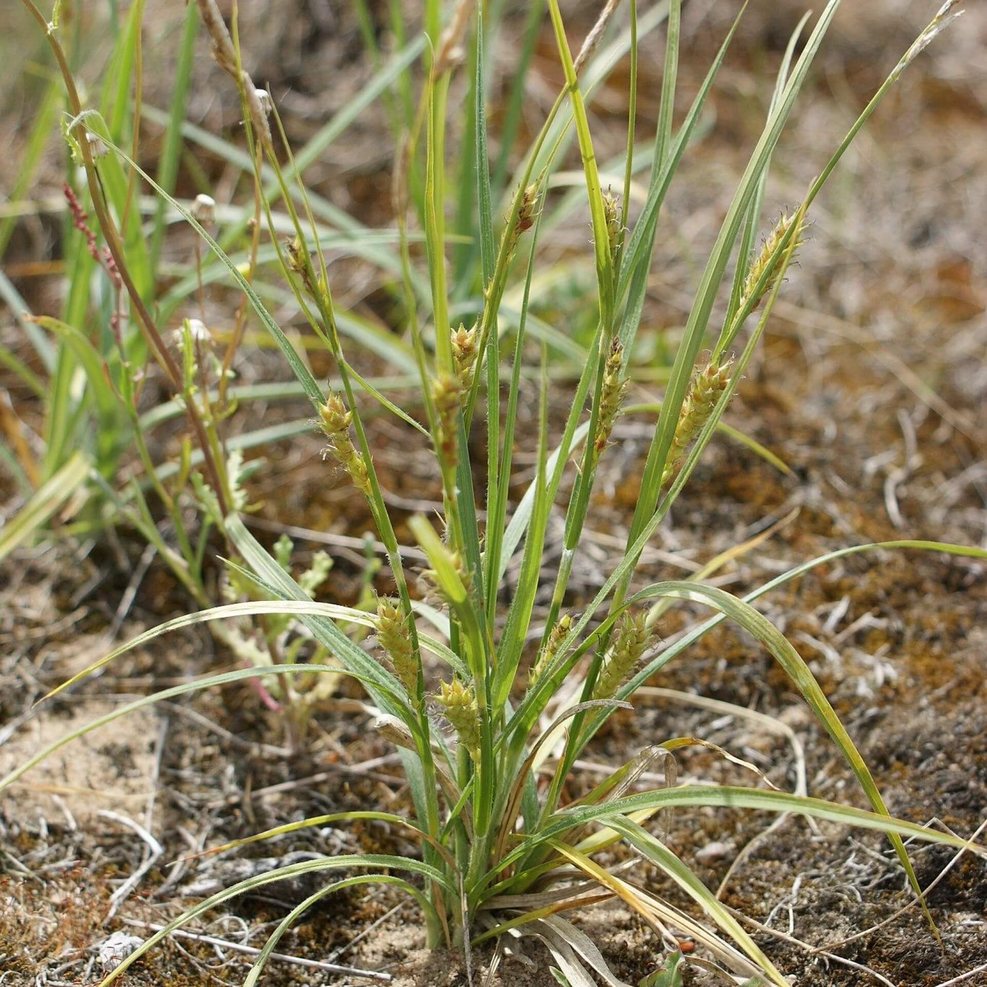 Behaarte Segge (Carex hirta)