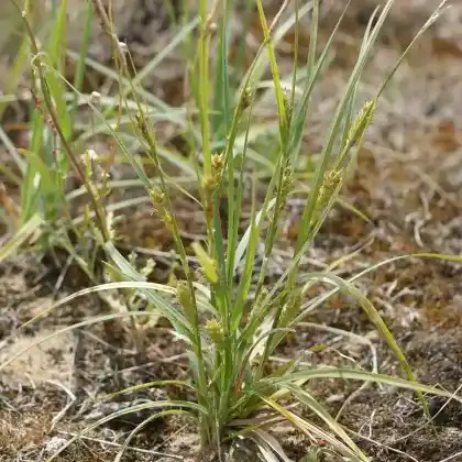Foto von Behaarte Segge (Carex hirta)