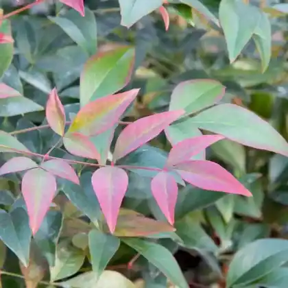 Foto von Himmelsbambus 'Obsessed' (Nandina domestica 'Obsessed')
