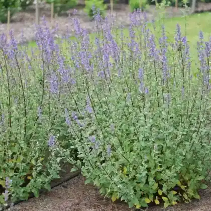 Foto von Großblütige Katzenminze 'Bramdean' (Nepeta grandiflora 'Bramdean')