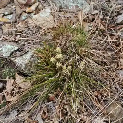 Foto von Erd-Segge (Carex humilis)