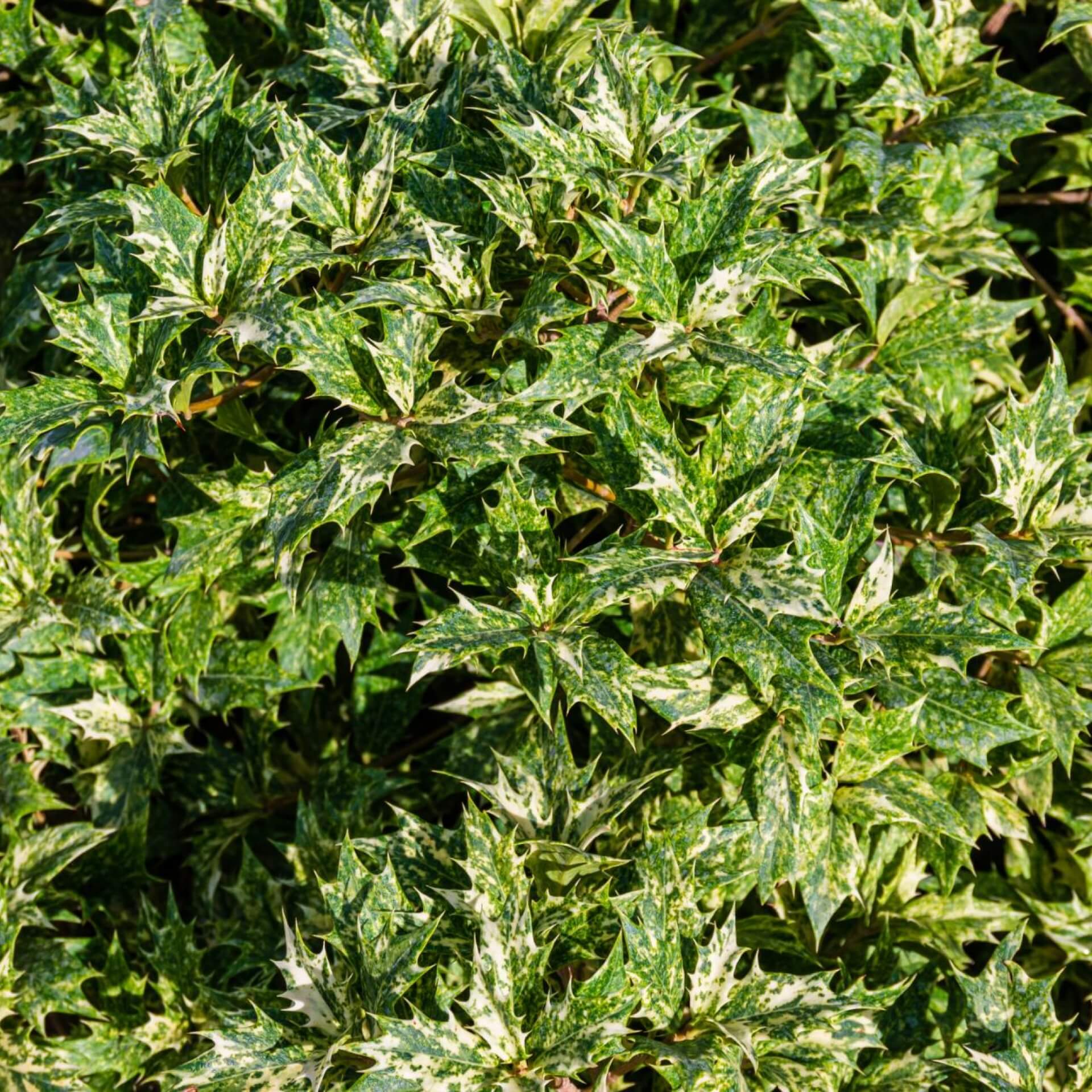 Stachelblättrige Duftblüte 'Goshiki' (Osmanthus heterophyllus 'Goshiki')