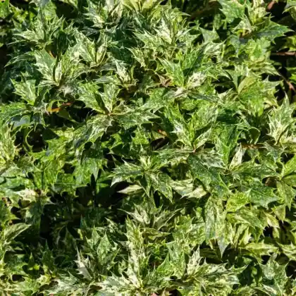 Foto von Stachelblättrige Duftblüte 'Goshiki' (Osmanthus heterophyllus 'Goshiki')