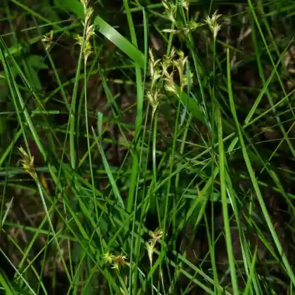 Foto von Hasenpfoten-Segge (Carex leporina)