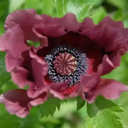 Foto von Türkischer Mohn 'Patty's Plum' (Papaver orientale 'Patty's Plum')